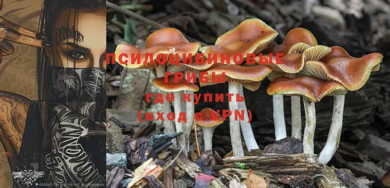 Псилоцибиновые грибы Cubensis  Муравленко 